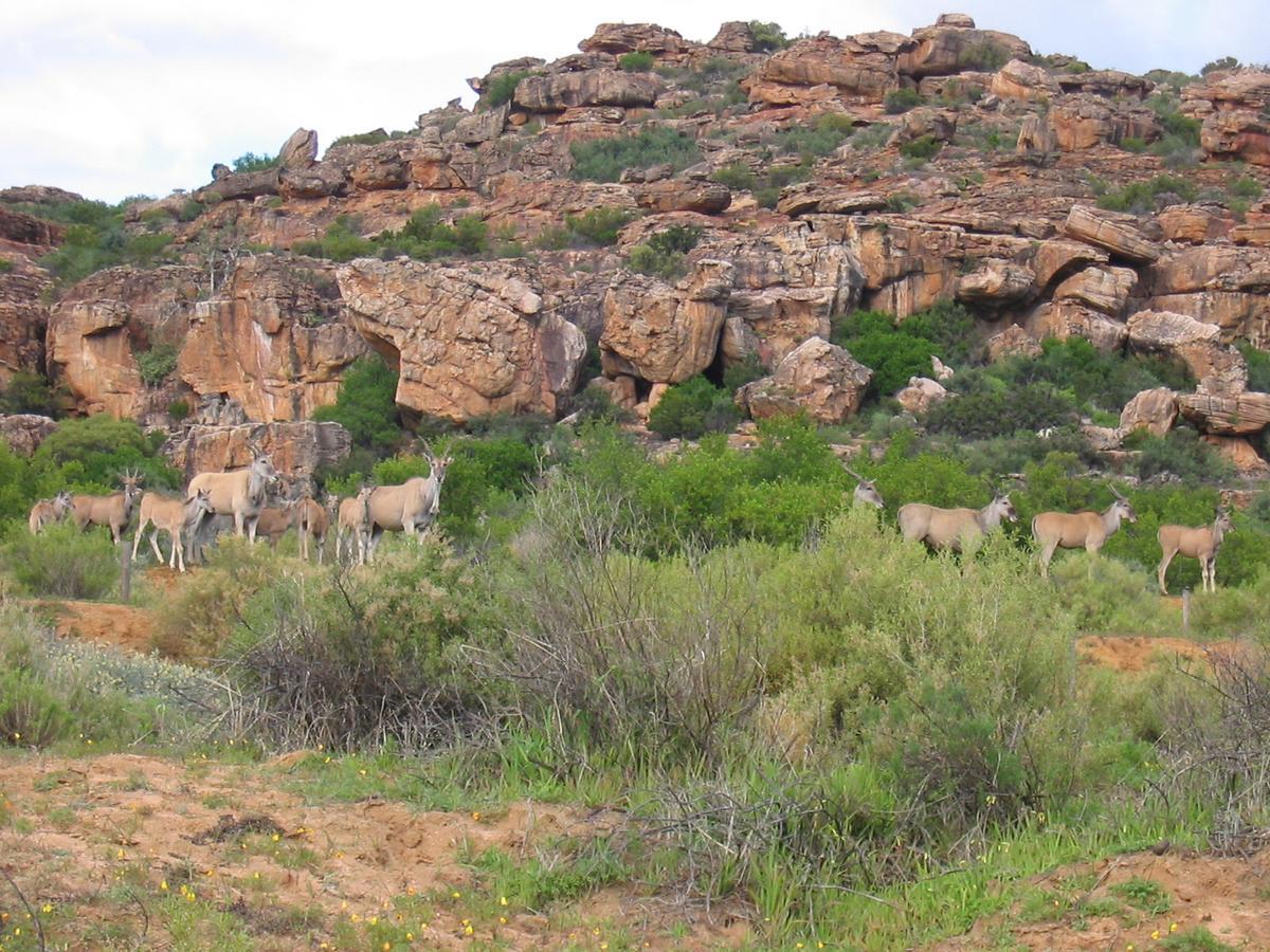 Traveller'S Rest Villa Clanwilliam Exterior photo